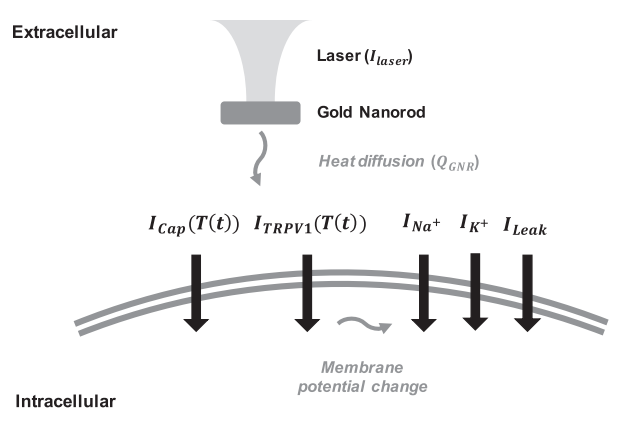 2018 Biophysical Journal article image